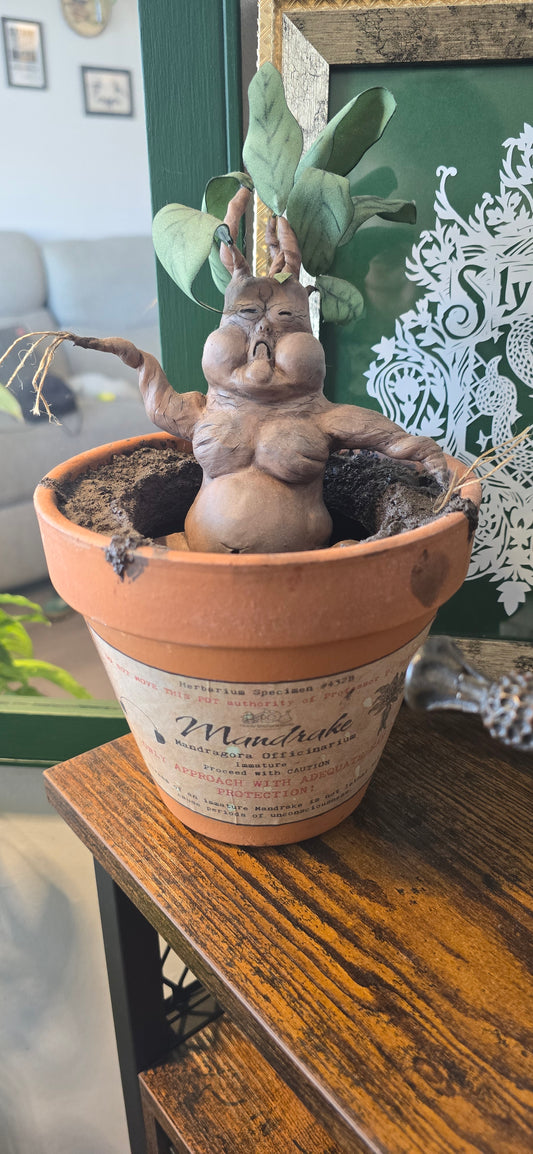 Mandrake Terracotta Plant Pot