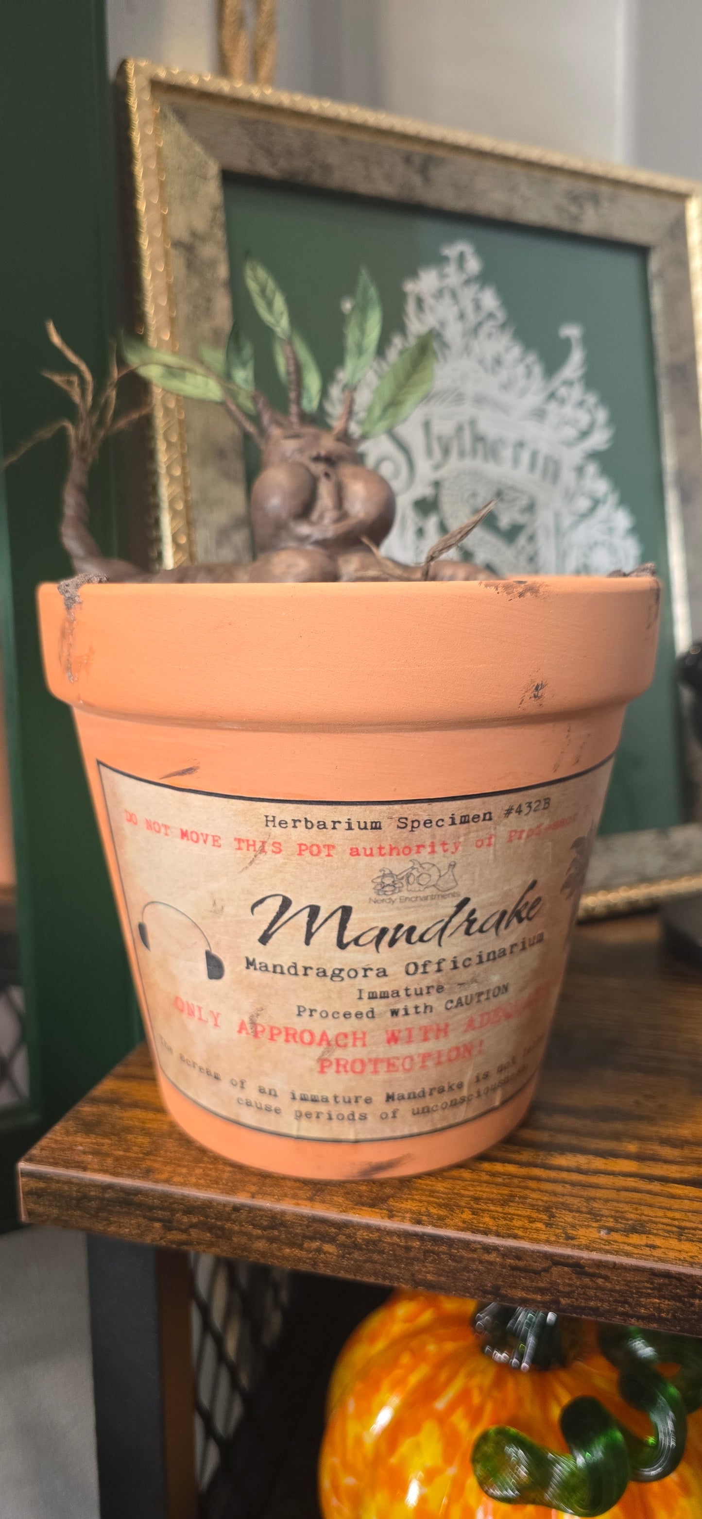 *RESERVED* Mandrake Terracotta Plant Pot